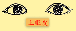 Eyes: upper eyelid