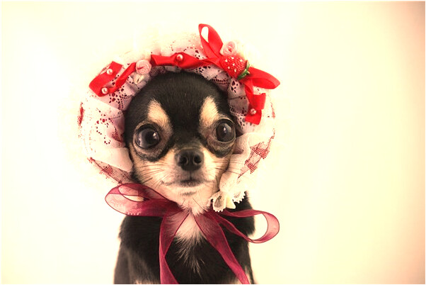 夢到了客人吃飯不給錢是啥意思_周公解夢官網