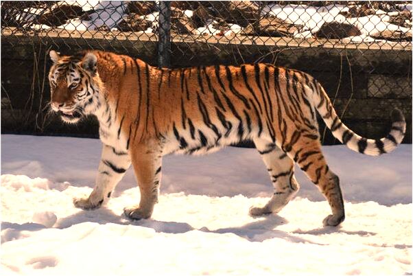 夢到了在水裡遊蕩是什麼意思？_周公解夢官網