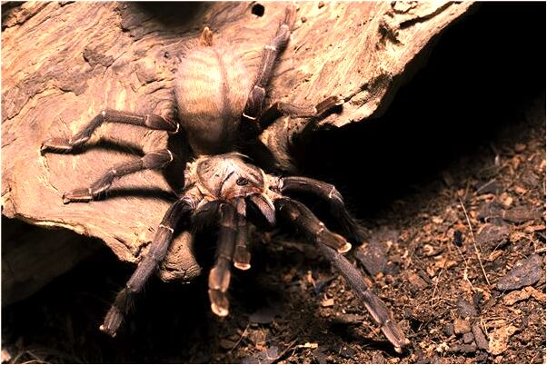 夢到針和線團意味著什麼_周公解夢官網