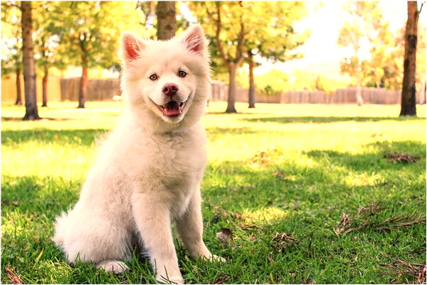 夢見和異性騎馿碰見社火是凶兆還是吉兆_周公解夢官網