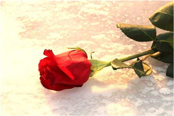 夢見我抱了一個小豬有什麼意義嗎_周公解夢官網