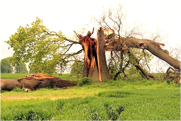 夢到抱著小獅子老愛跑代表什麼_周公解夢官網