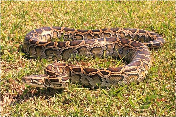 夢到了帶著奶奶去醫院看病是什麼預兆？_周公解夢官網