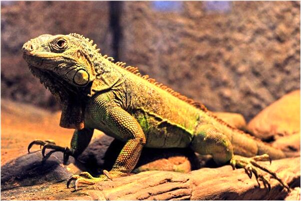 夢見以前的夢境有什麼寓意嗎_周公解夢官網