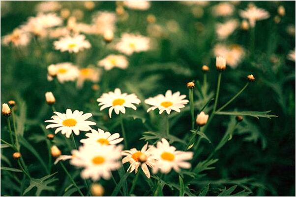 夢到穿黃衣服戴黃帽子什麼寓意_周公解夢官網