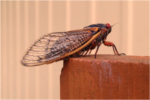 夢見朋友殺人藏屍怎么說_周公解夢官網