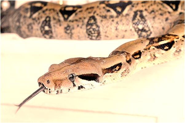 夢到死去的姥爺偷走我的金首飾的預兆_周公解夢官網