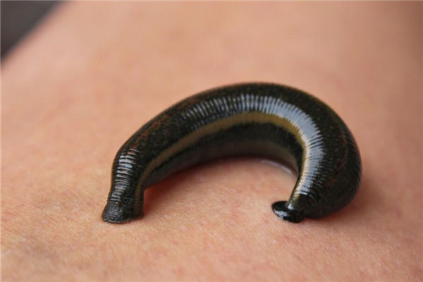 夢見螞蝗預示著什麼_周公解夢