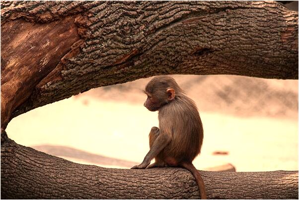 夢到自己在地上撿了許多砍刀意味著什麼_周公解夢官網