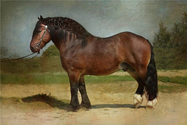 生肖屬馬的年份有哪些_十二生肖