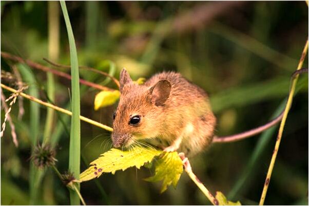 夢到了自己在教室倒尿是啥意思_周公解夢官網