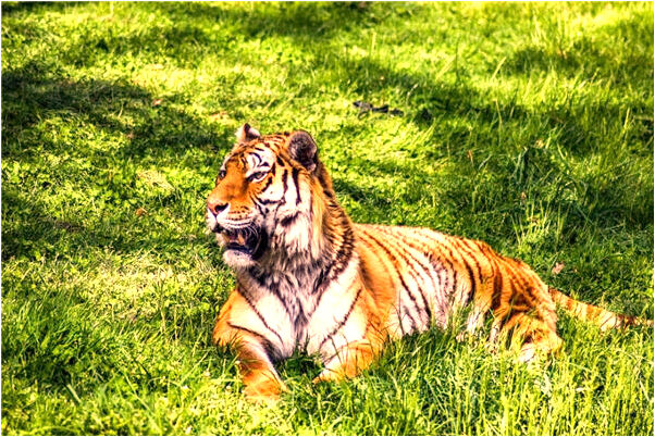 夢見在自己家裡槍斃了人代表著什麼？_周公解夢官網