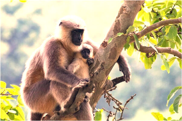 夢到把狗打死又活過來了是吉兆嗎?_周公解夢官網