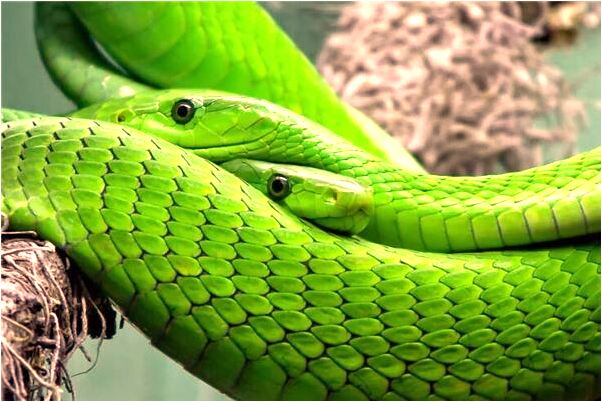 夢到姜院長帶人在山頂是啥預兆_周公解夢官網