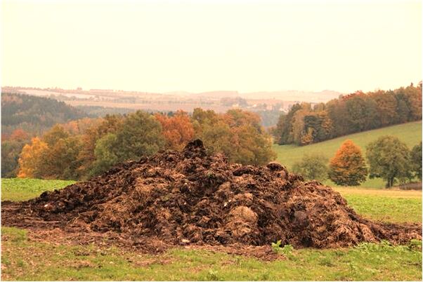 夢到了奶奶趕豬的預兆_周公解夢官網