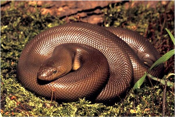 夢到了昨晚蛇咬是什麼意思_周公解夢官網