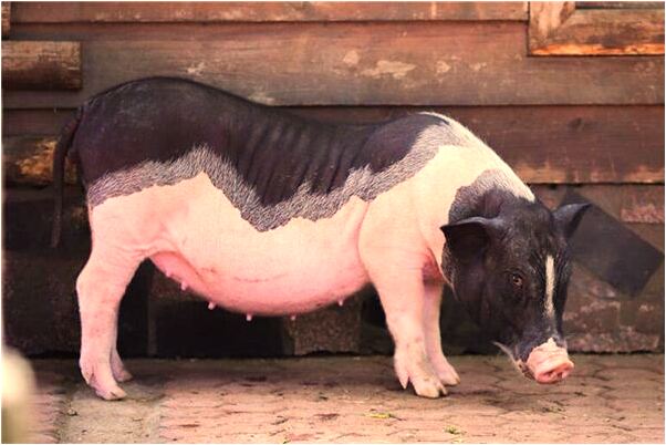 夢見老公有外遇還搞大了肚子是啥意思_周公解夢官網