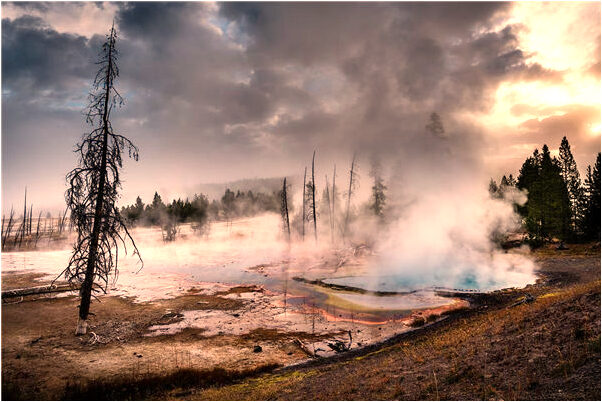 夢到了挖了人參帶須怎么回事_周公解夢官網