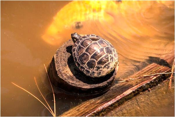 夢見開白話是啥預兆_周公解夢官網