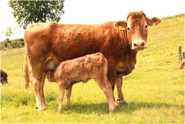 夢見很長蟲子分成兩種顏色會是什麼預兆_周公解夢官網