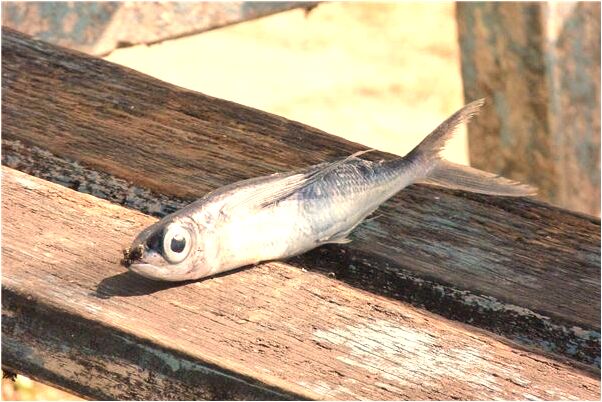 夢到了已故的親人咬自已的腳預示了什麼_周公解夢官網