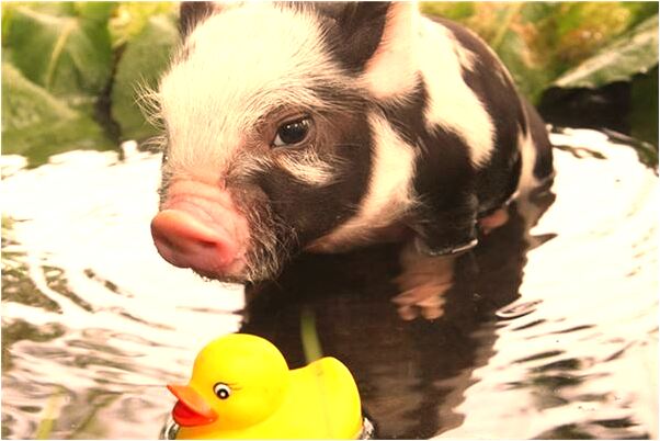 夢見兩隻大象變成人滅火是什麼兆頭_周公解夢官網