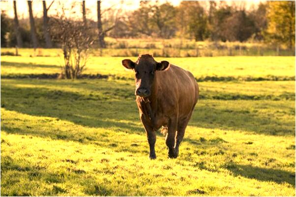 夢見有人打點滴是好是壞_周公解夢官網