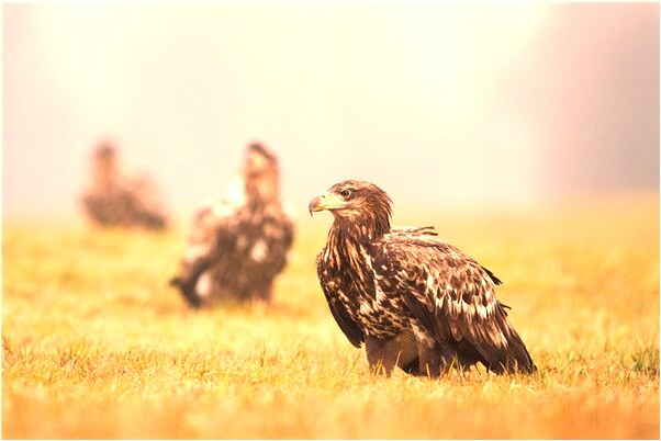 夢到了女兒掉進水溝淹死有何寓意_周公解夢官網