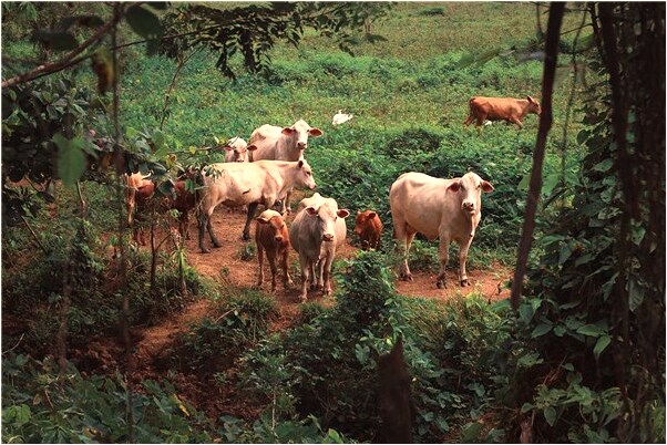 夢見鱷魚吃小鳥代表什麼_周公解夢官網