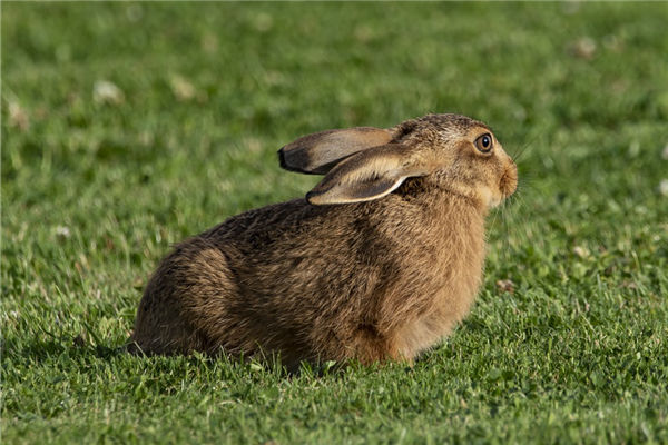 1987年是屬什麼屬相_十二生肖
