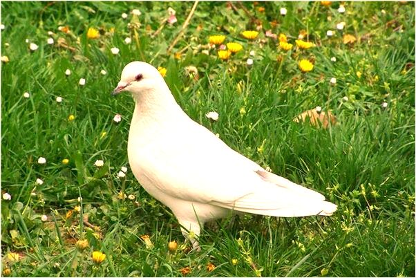 夢到了肩膀背面被人打了一槍什麼寓意_周公解夢官網