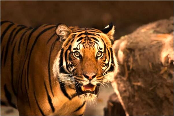 夢到了自己被人姦殺會是什麼預兆_周公解夢官網