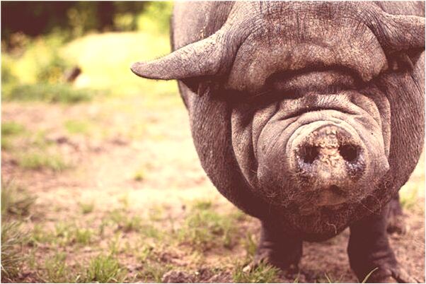 夢到談忙戀愛是什麼意思_周公解夢官網