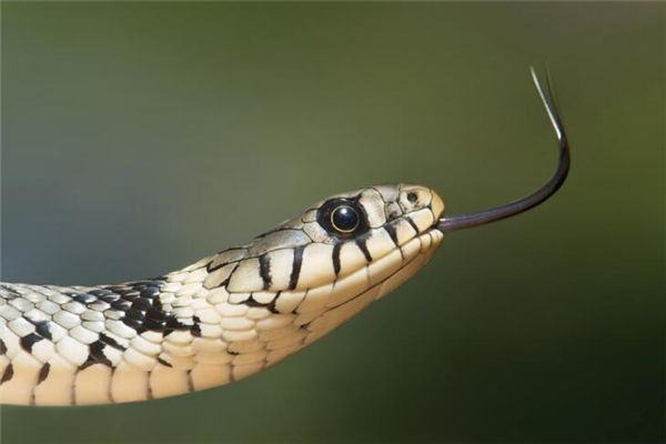 屬相蛇的男人出生什麼年份_十二生肖