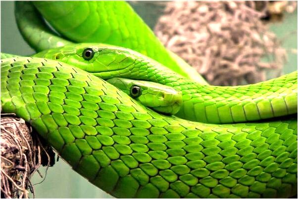 夢到了我和朋友結婚了我又哭又鬧是啥預兆_周公解夢官網