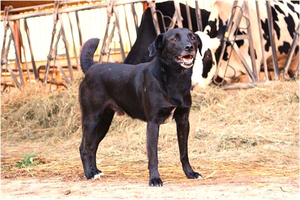 夢到了母狗帶一窩小狗是什麼意思_周公解夢官網