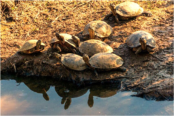 夢見死去的人掃地是什麼意思_周公解夢官網