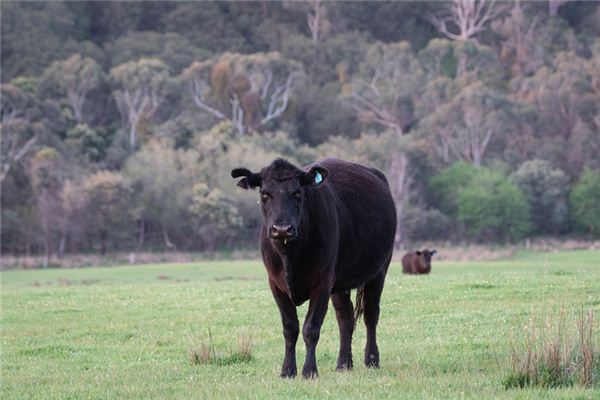 1985年屬什麼屬相？_十二生肖