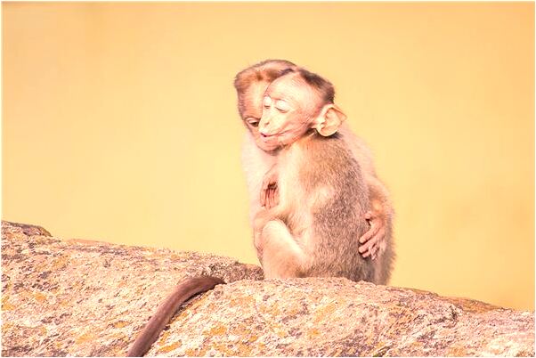 夢見自己喜歡的情人和別人接吻怎么樣_周公解夢官網