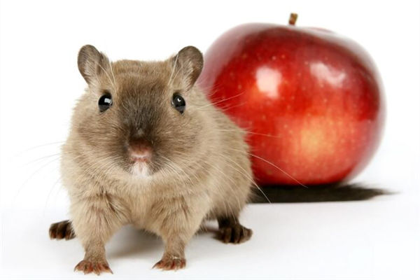 2020年8月出生屬鼠的好不好_十二生肖