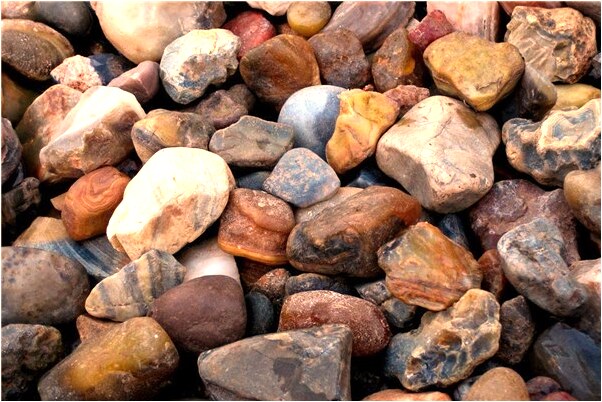 夢見餵大鳥有什麼意思_周公解夢官網