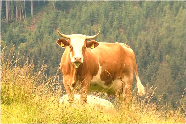 夢到在超市預兆了什麼嗎_周公解夢官網