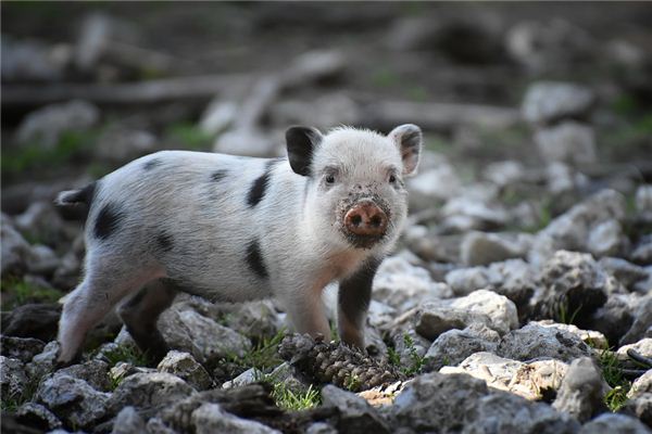 豬年臘月生的命運如何？_十二生肖