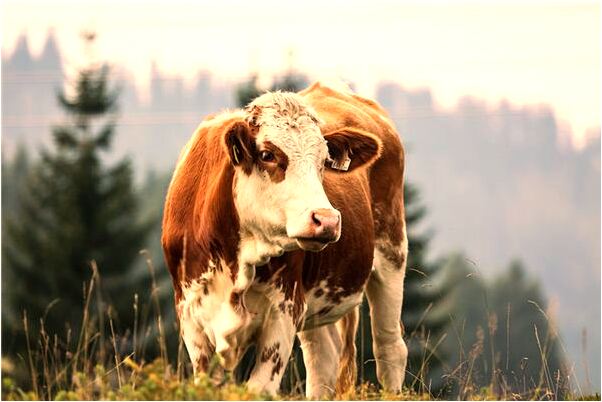 夢到了與去世的父親交談好不好_周公解夢官網