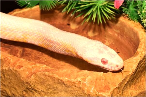 夢到了精神病纏有什麼意思_周公解夢官網