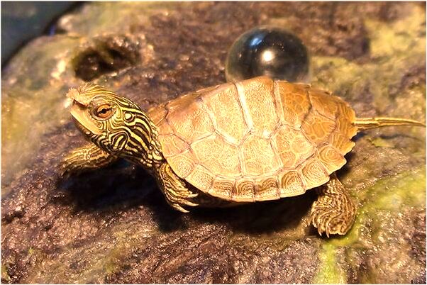 夢見他人穿戲衣有什麼寓意嗎？_周公解夢官網