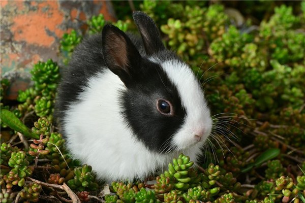 夢到了生兔子是凶兆還是吉兆_周公解夢