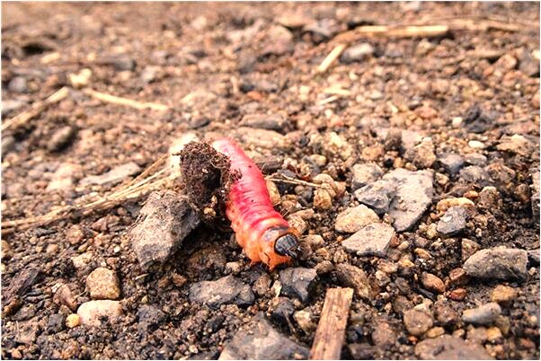 夢到老人回老家有什麼寓意嗎？_周公解夢官網