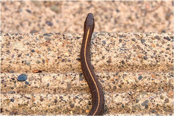 夢到前男友秀恩愛是什麼意思_周公解夢官網